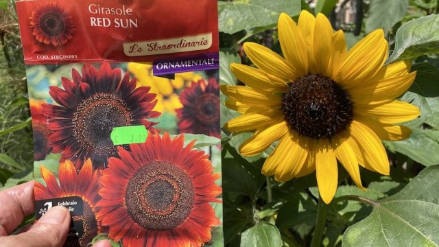 The Vital Role of Seed Legislation in Modern Agriculture