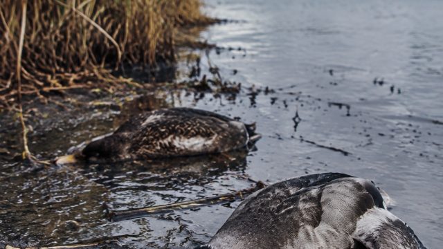Uncovering Environmental Concerns: The Mystery of the Dead Ducks