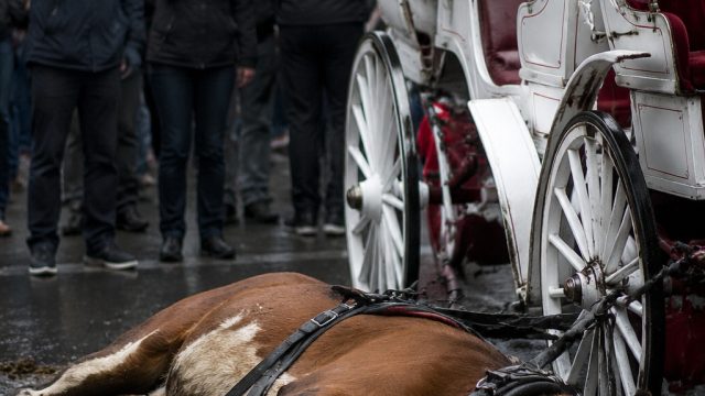 Calls for Horse-Drawn Carriage Ban Heightened by Tragic Incident in NYC