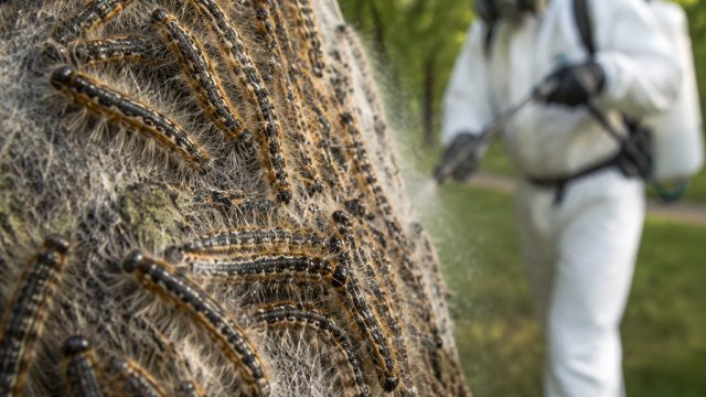 Germany Faces Urgent Threat from Toxic Caterpillar Infestation