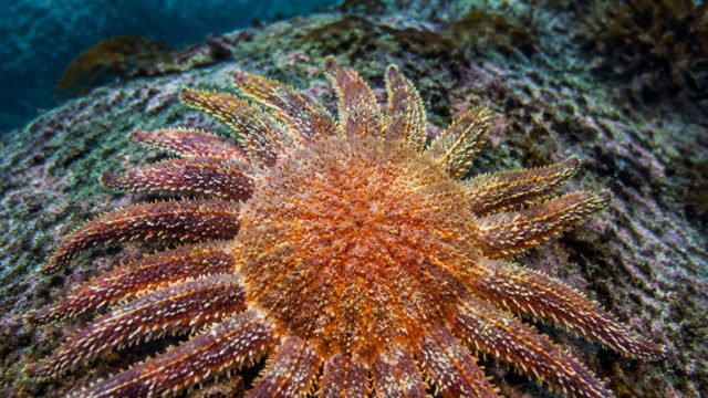 Urgent Call to Action: Protecting the Sunflower Sea Star from Extinction